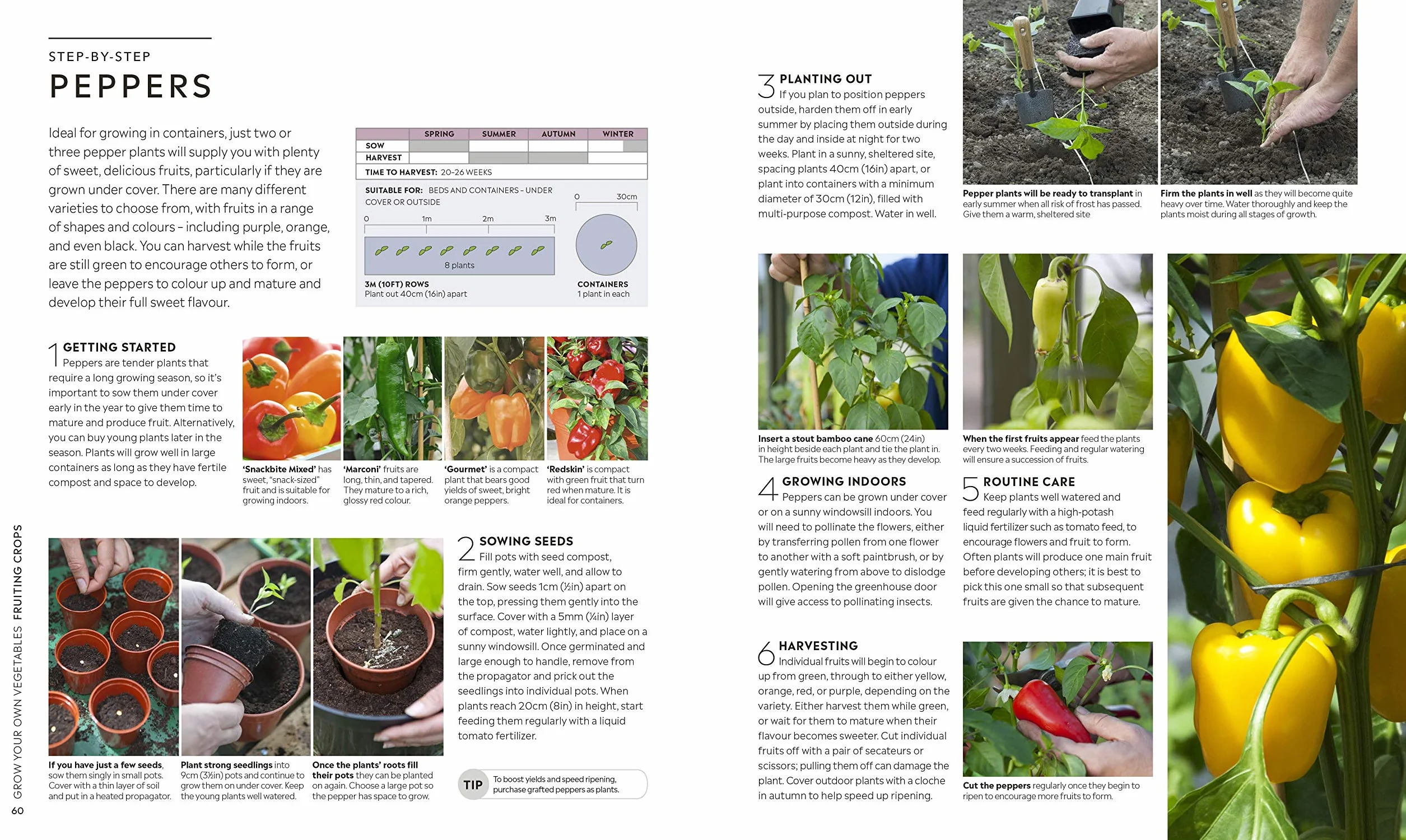 RHS Step-by-Step Veg Patch: A Foolproof Guide to Every Stage of Growing Fruit and Veg