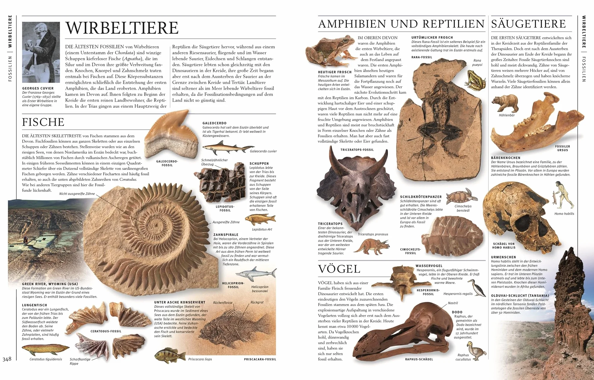 Steine & Mineralien: Über 500 faszinierende Gesteine, Minerale, Edelsteine und Fossilien. Mit mehr als 1200 spektakulären Farbfotos