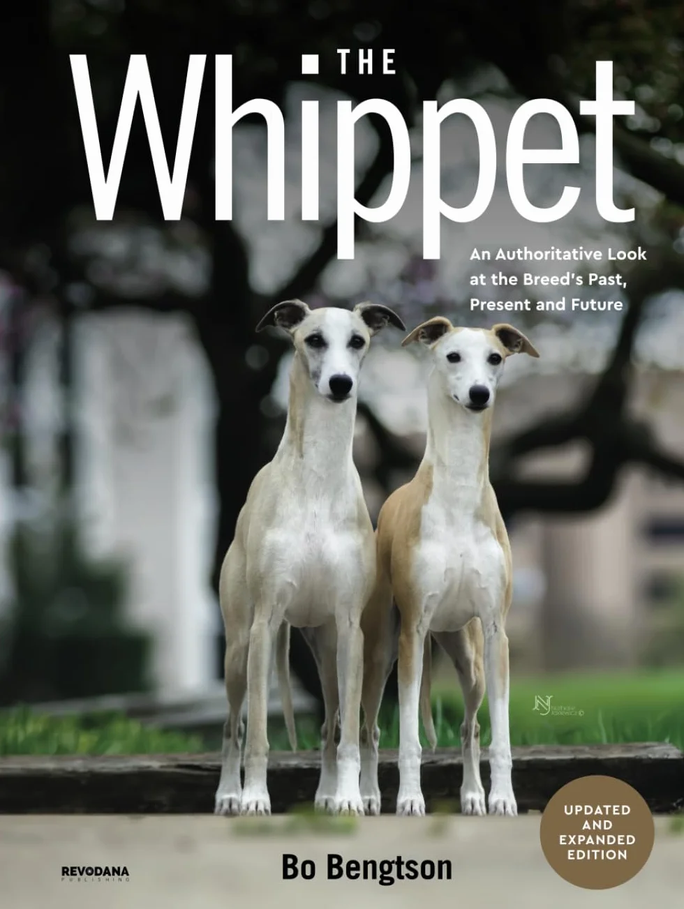 The Whippet: An Authoritative Look at the Breed’s Past, Present and Future