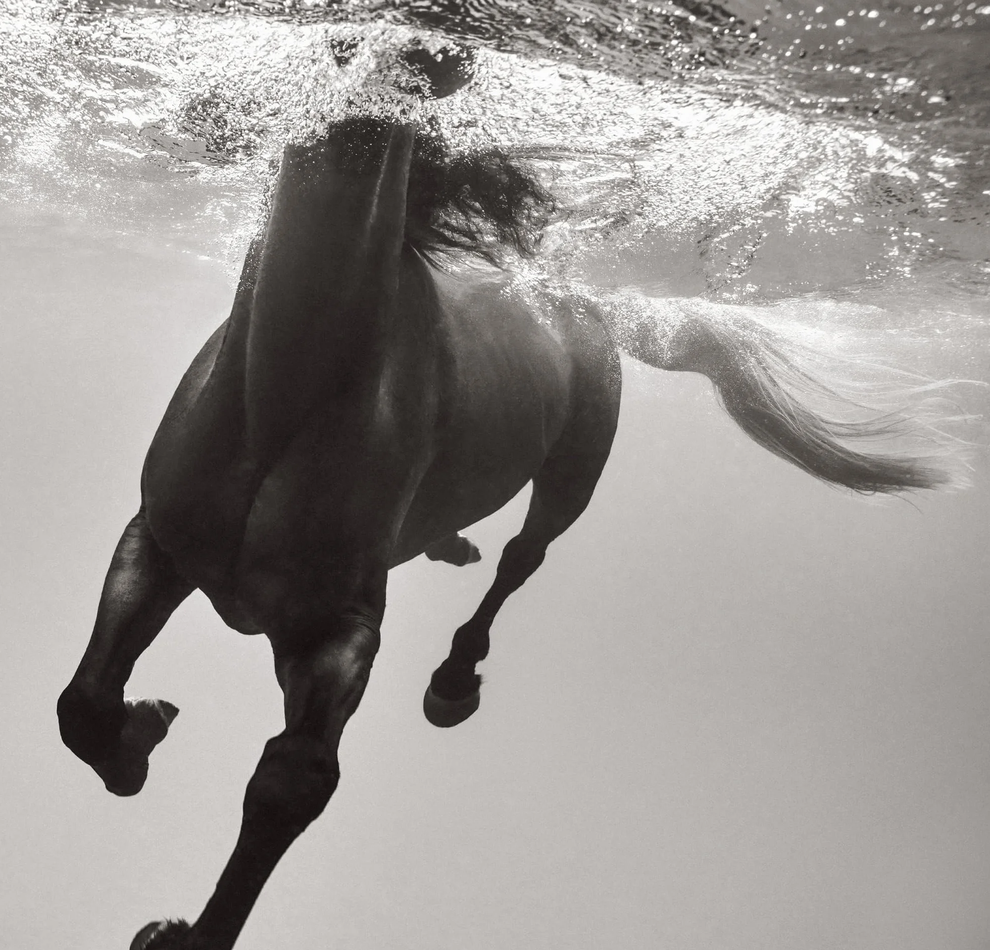 Untamed Spirits: Horses from Around the World /anglais/allemand