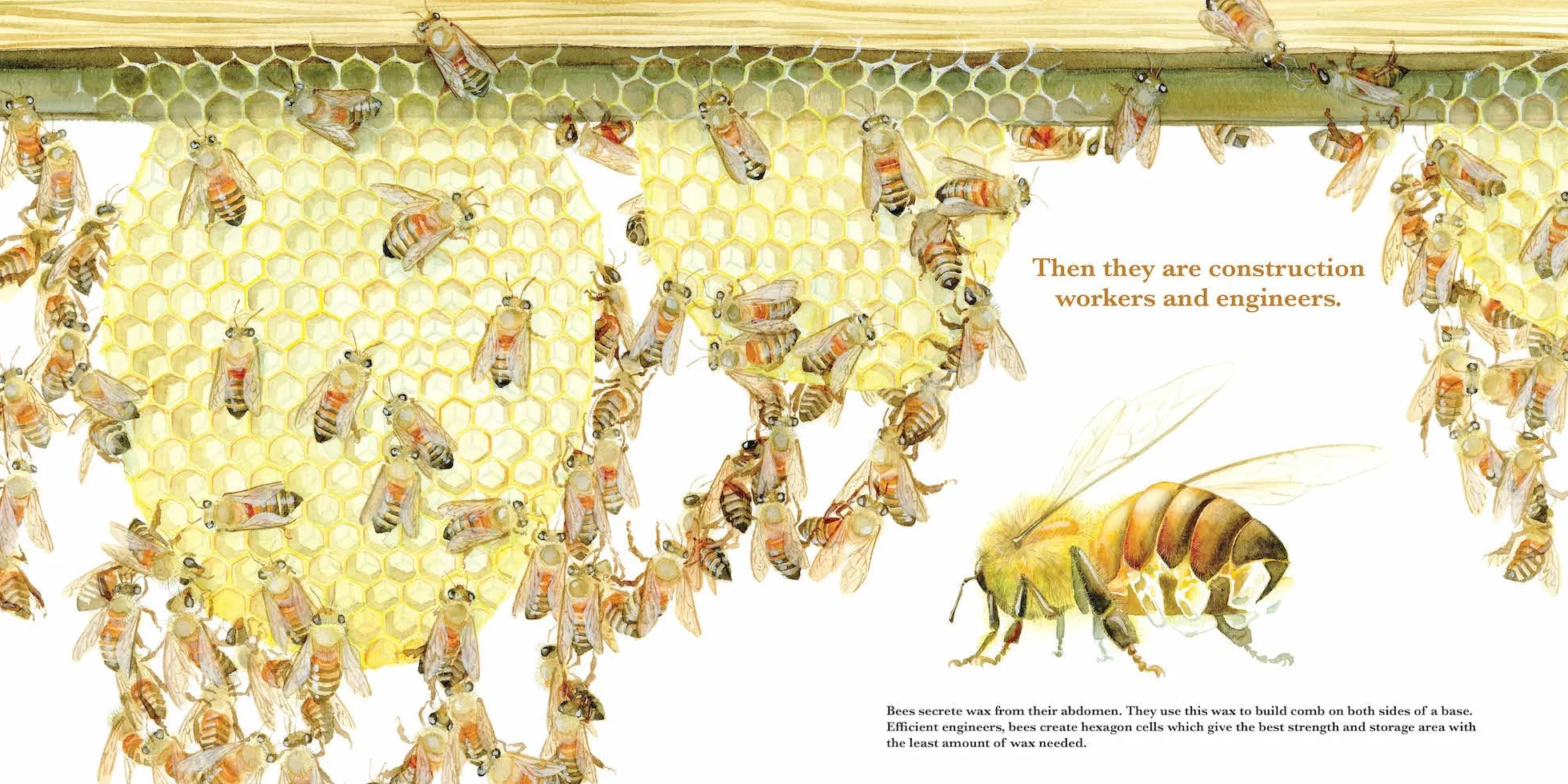They Work: Honey Bees, Nature's Pollinators