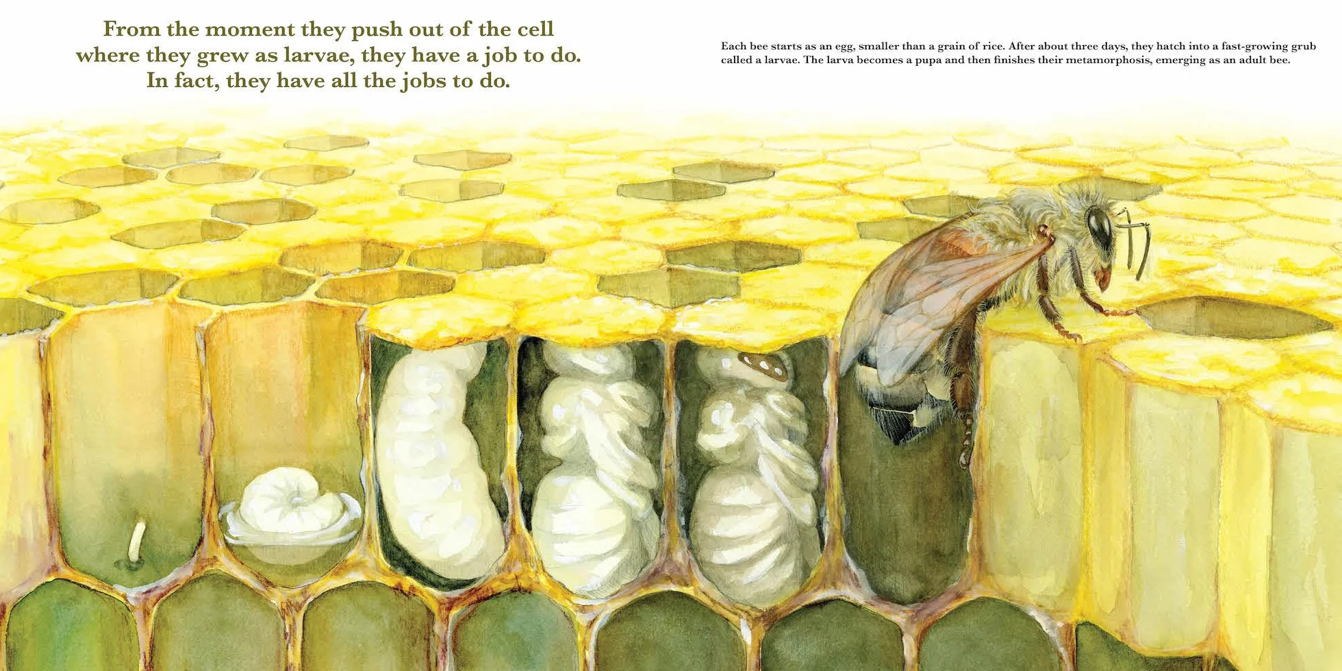 They Work: Honey Bees, Nature's Pollinators