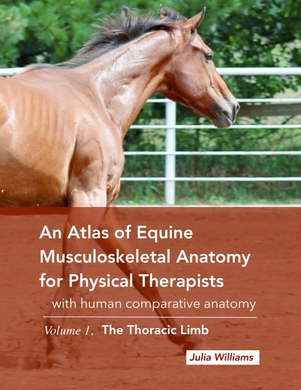 An Atlas of Equine Musculoskeletal Anatomy for Physical Therapists: with comparative human anatomy, Volume 1: The Thoracic Limb: With Human Comparative Anatomy