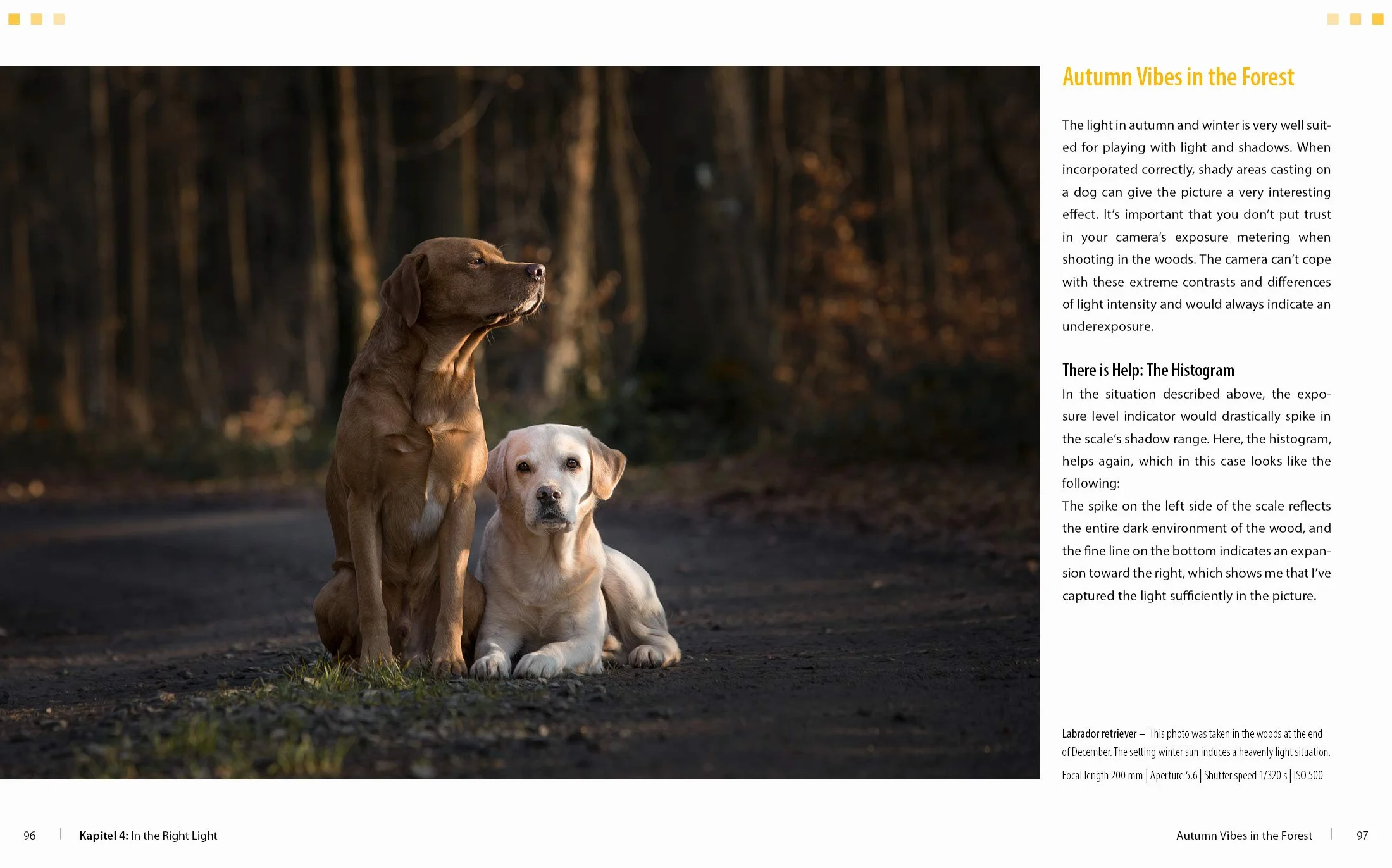 Dog Photography - Shooting with Bow "Wow" Effect