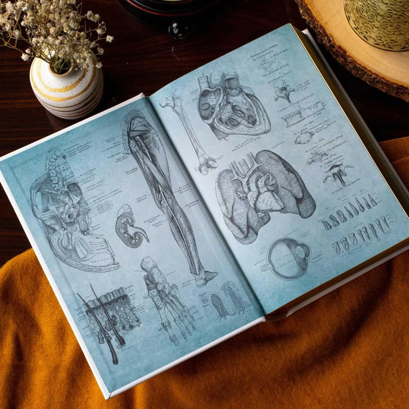 Gray's Anatomy: Anatomy Descriptive and Surgical