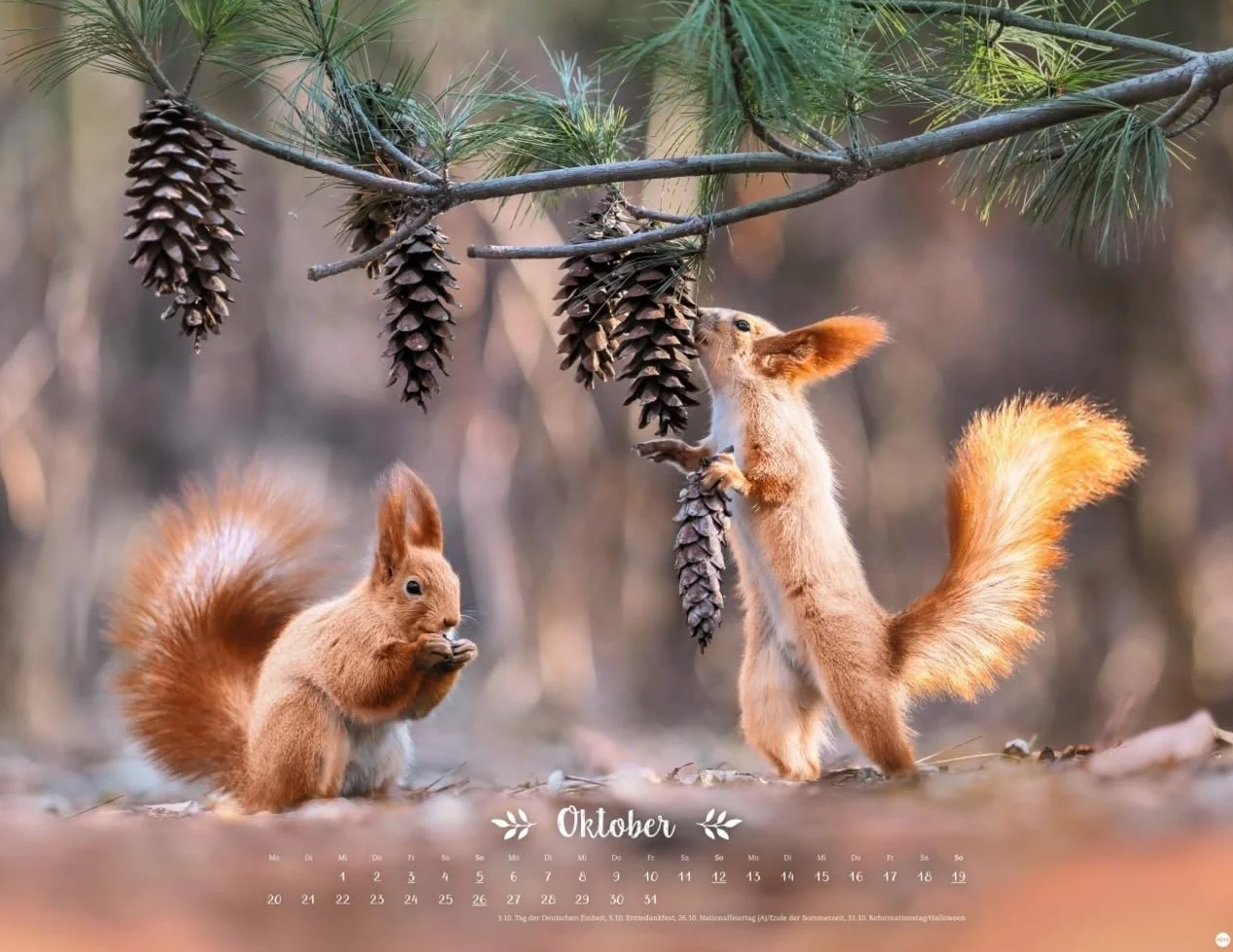 Vadim Trunov: Märchenhaftes Waldleben Posterkalender 2025: Naturkalender 2025 gestaltet mit Bildern des Naturfotografen Vadim Trunov. Fotokalender 2025 im Querformat. 44 x 34 cm.