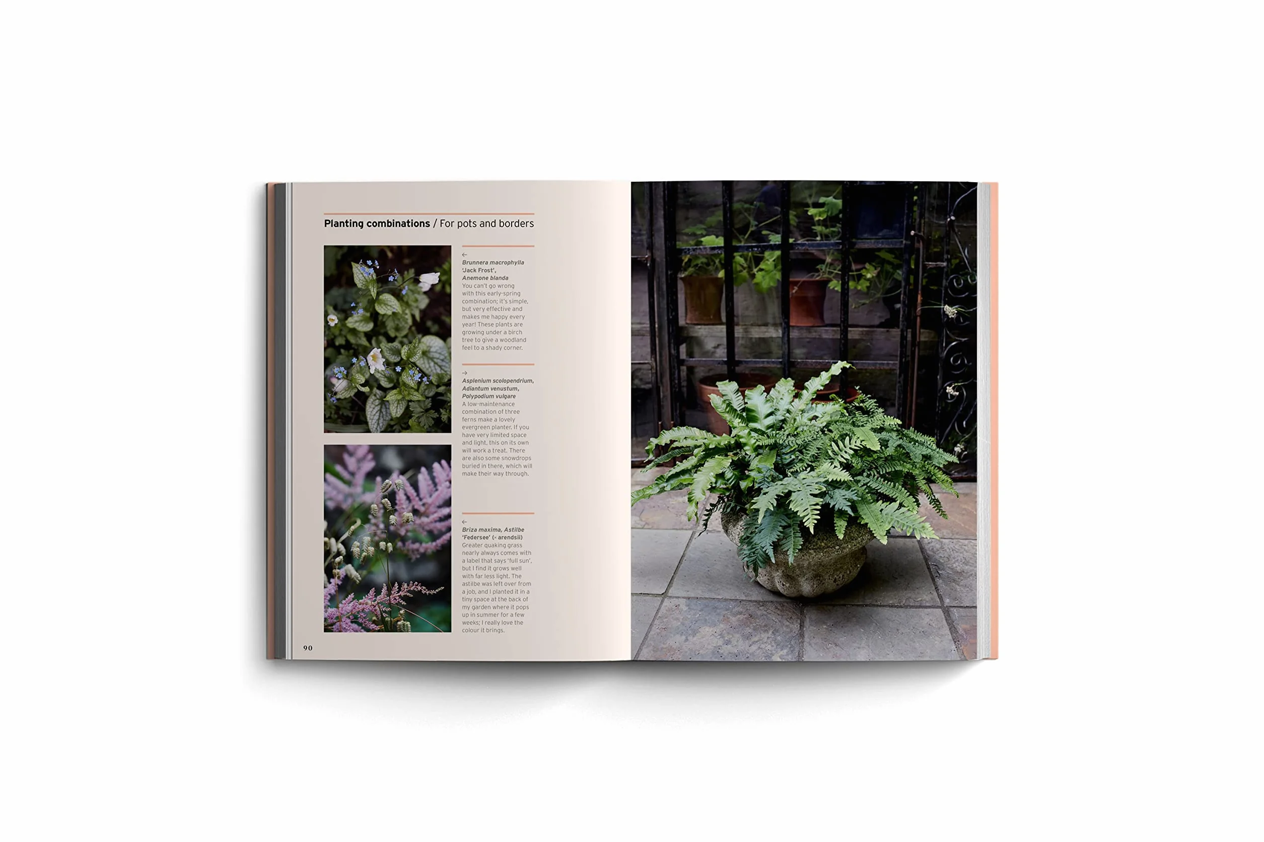 Shade (Bloom's Gardener Guide) /anglais: Bloom Gardener's Guide: Work with the Light, Grow the Right Plants, Bring Dark Corners to Life: 2