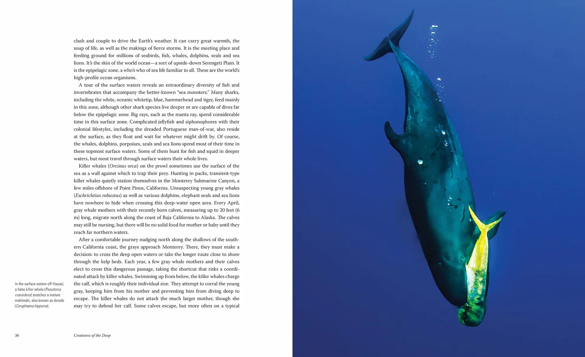 Creatures of the Deep: In Search of the Sea's Monsters and the World They Live in