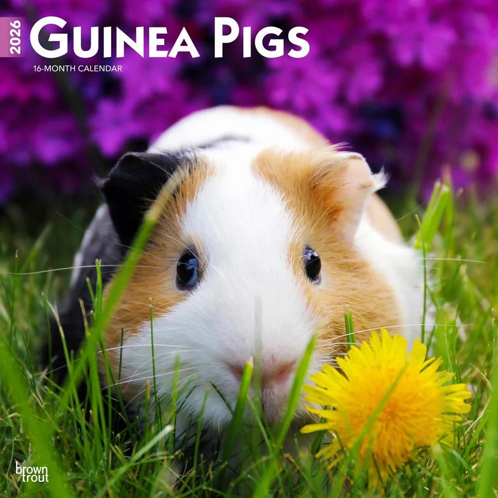 Guinea Pigs – Meerschweinschen 2026 – 16-Monatskalender: Original BrownTrout-Kalender [Mehrsprachig] [Kalender]