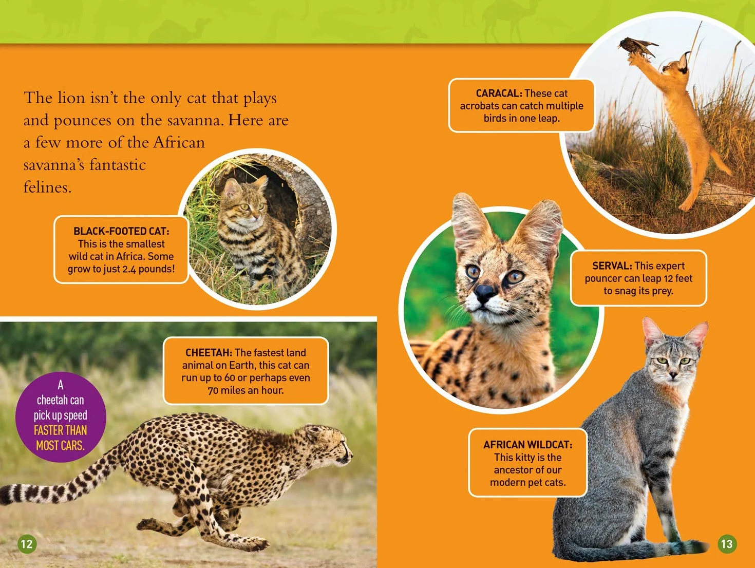 National Geographic Kids Readers: Roar! 100 Fun Facts About African Animals