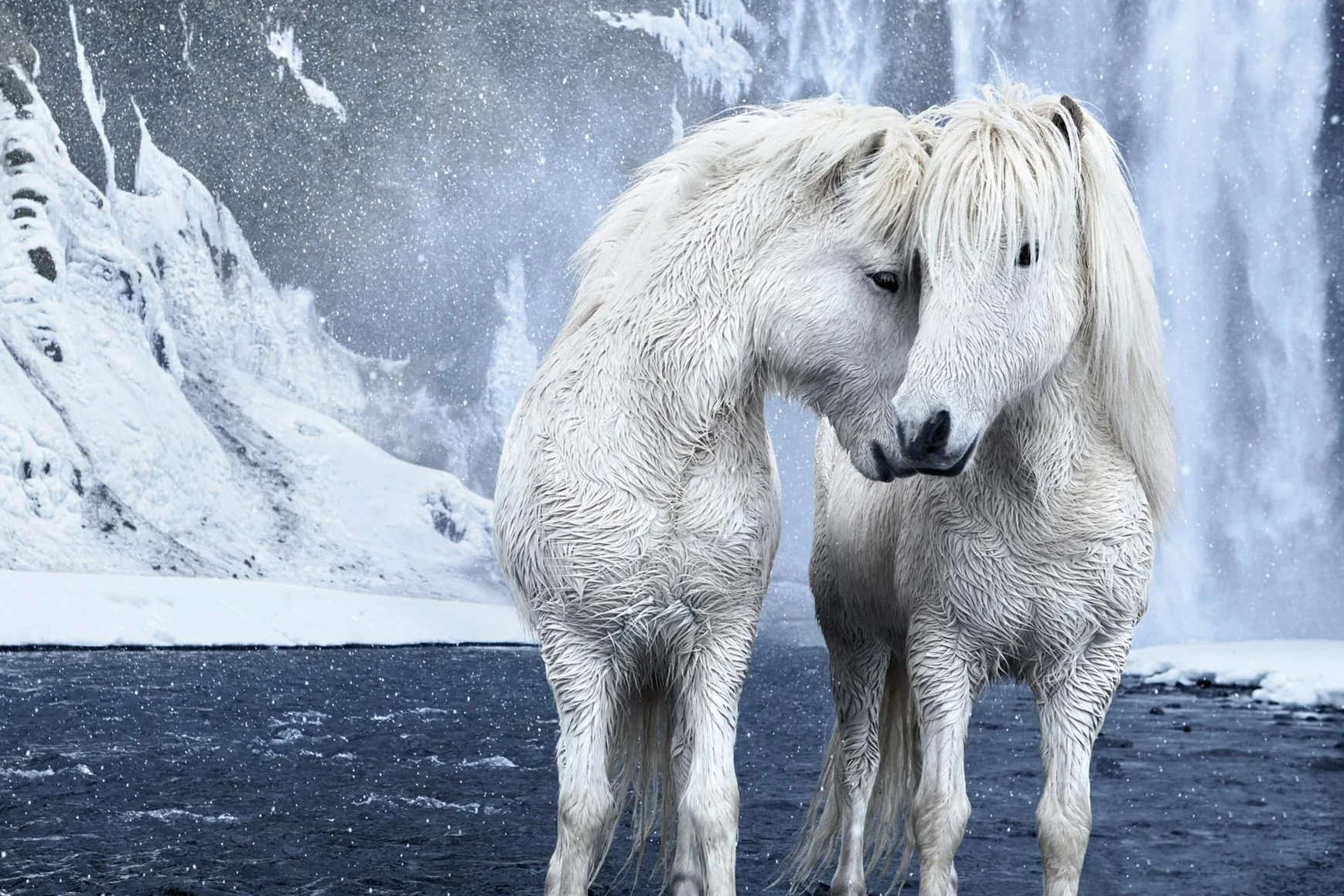 Untamed Spirits: Horses from Around the World /anglais/allemand