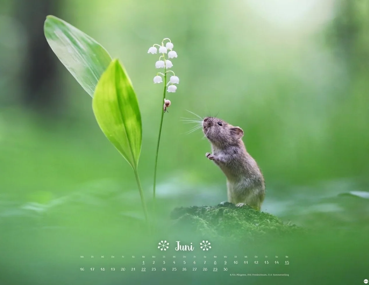 Vadim Trunov: Märchenhaftes Waldleben Posterkalender 2025: Naturkalender 2025 gestaltet mit Bildern des Naturfotografen Vadim Trunov. Fotokalender 2025 im Querformat. 44 x 34 cm.