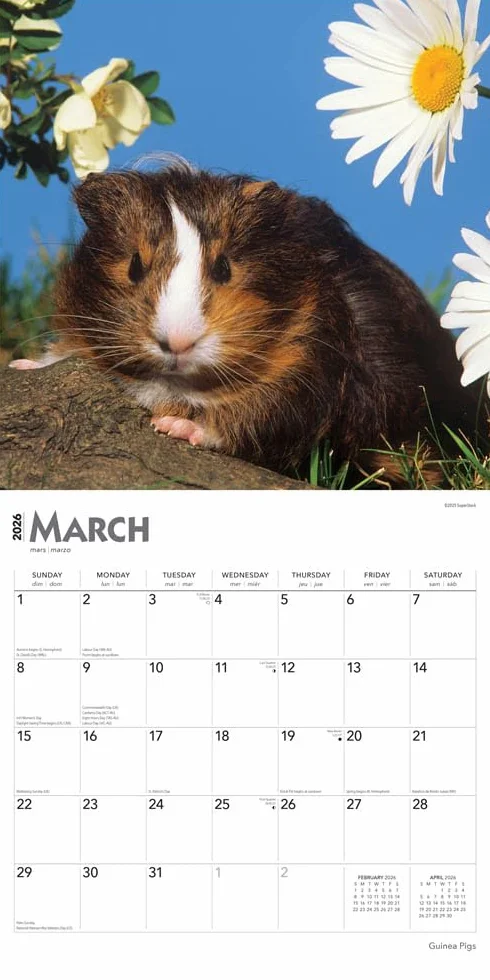Guinea Pigs – Meerschweinschen 2026 – 16-Monatskalender: Original BrownTrout-Kalender [Mehrsprachig] [Kalender]