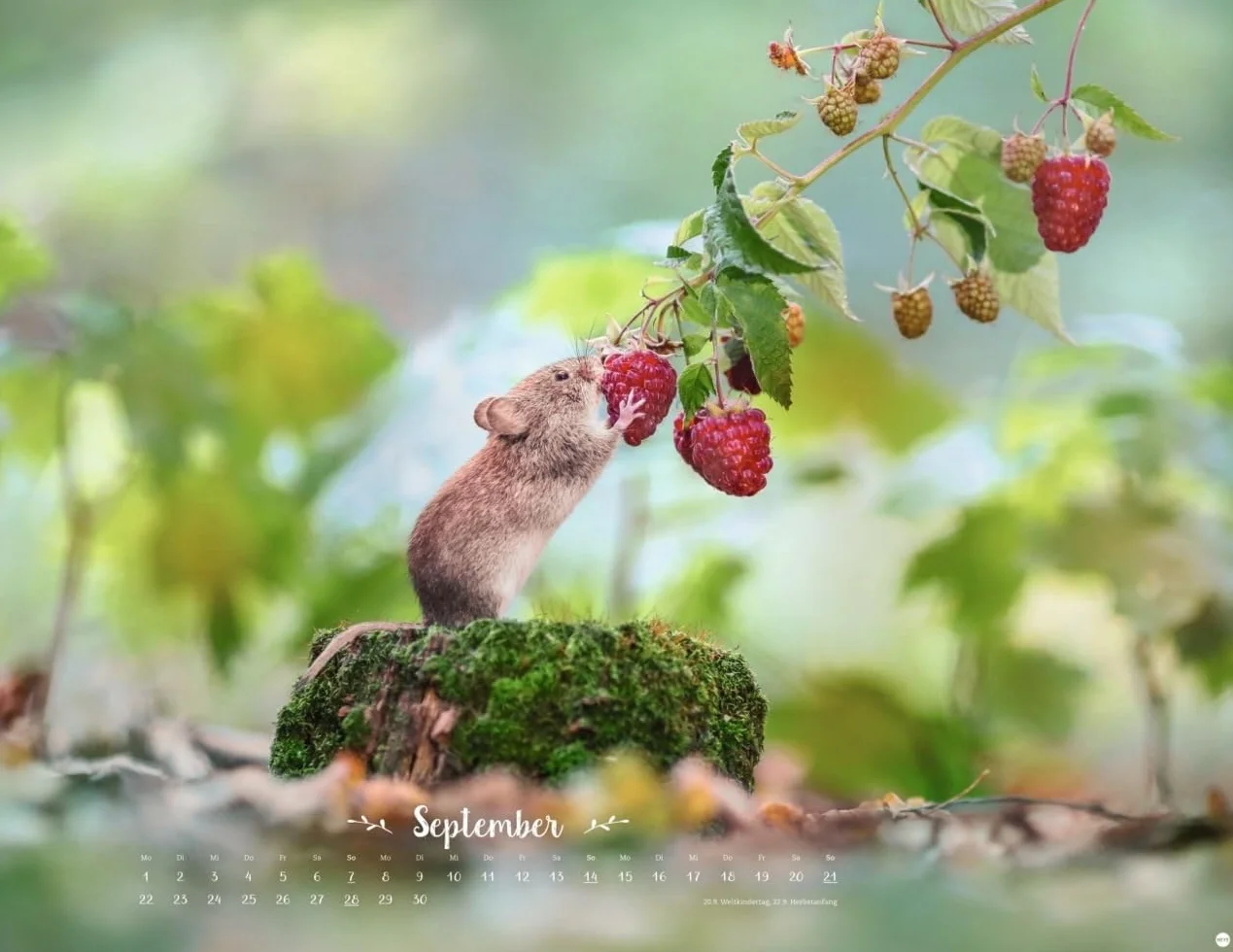 Vadim Trunov: Märchenhaftes Waldleben Posterkalender 2025: Naturkalender 2025 gestaltet mit Bildern des Naturfotografen Vadim Trunov. Fotokalender 2025 im Querformat. 44 x 34 cm.