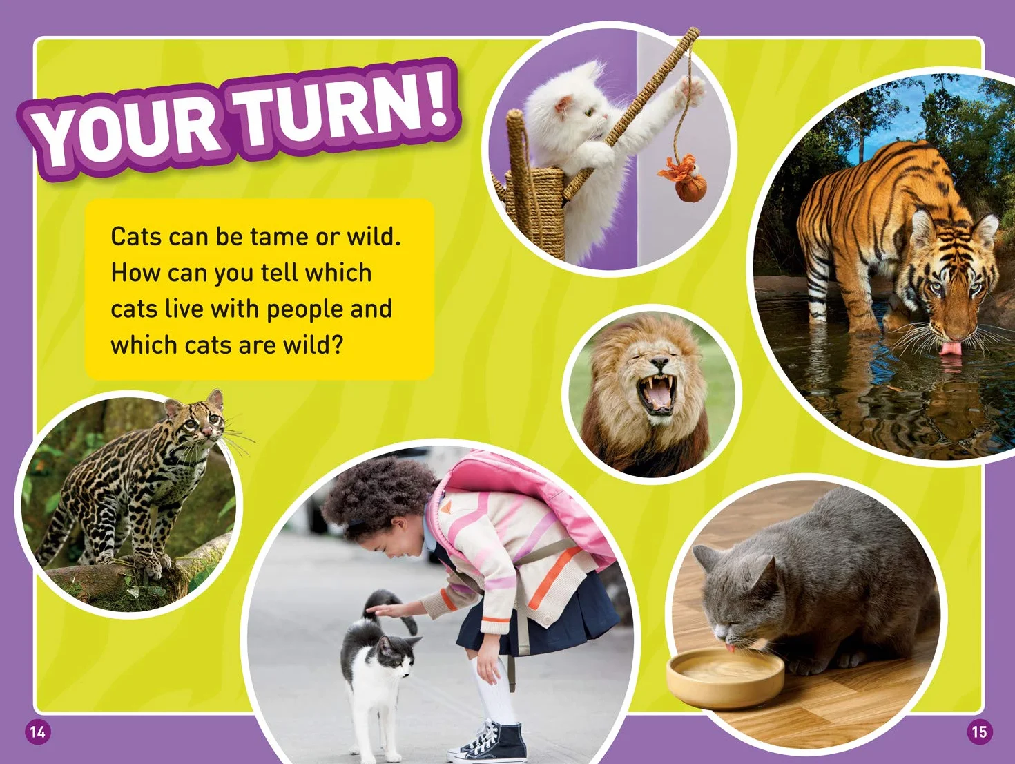 National Geographic Kids Readers: Cats: Level 1 Co-reader