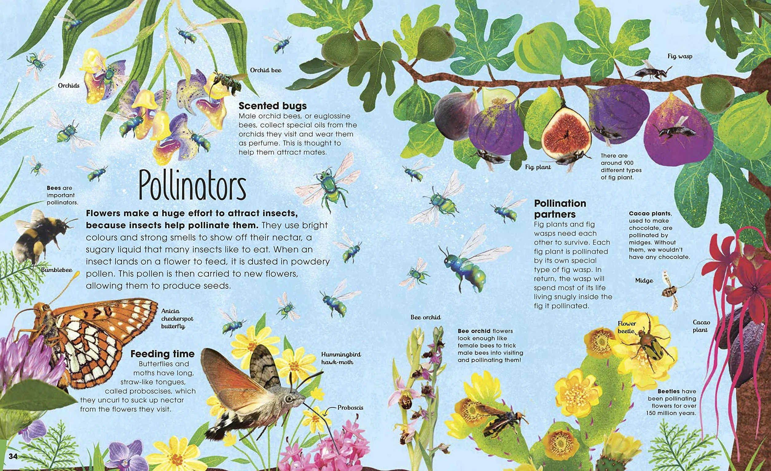 The Book of Brilliant Bugs (The Magic and Mystery of Nature)