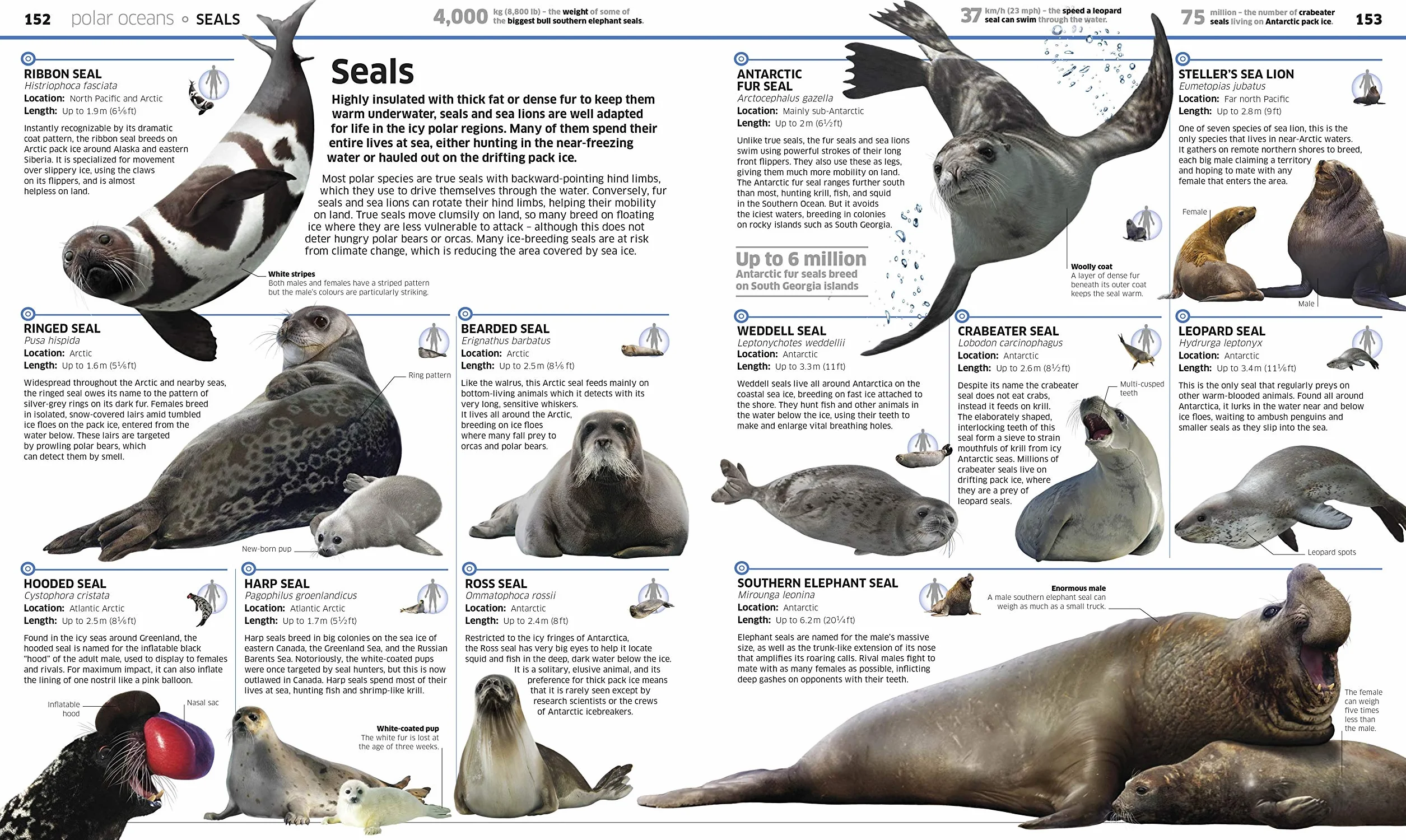 Knowledge Encyclopedia Ocean!: Our Watery World As You've Never Seen It Before (Knowledge Encyclopedias)