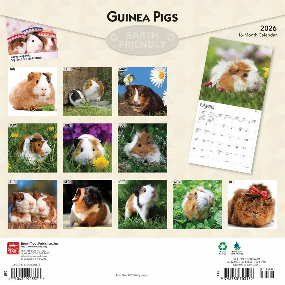 Guinea Pigs – Meerschweinschen 2026 – 16-Monatskalender: Original BrownTrout-Kalender [Mehrsprachig] [Kalender]