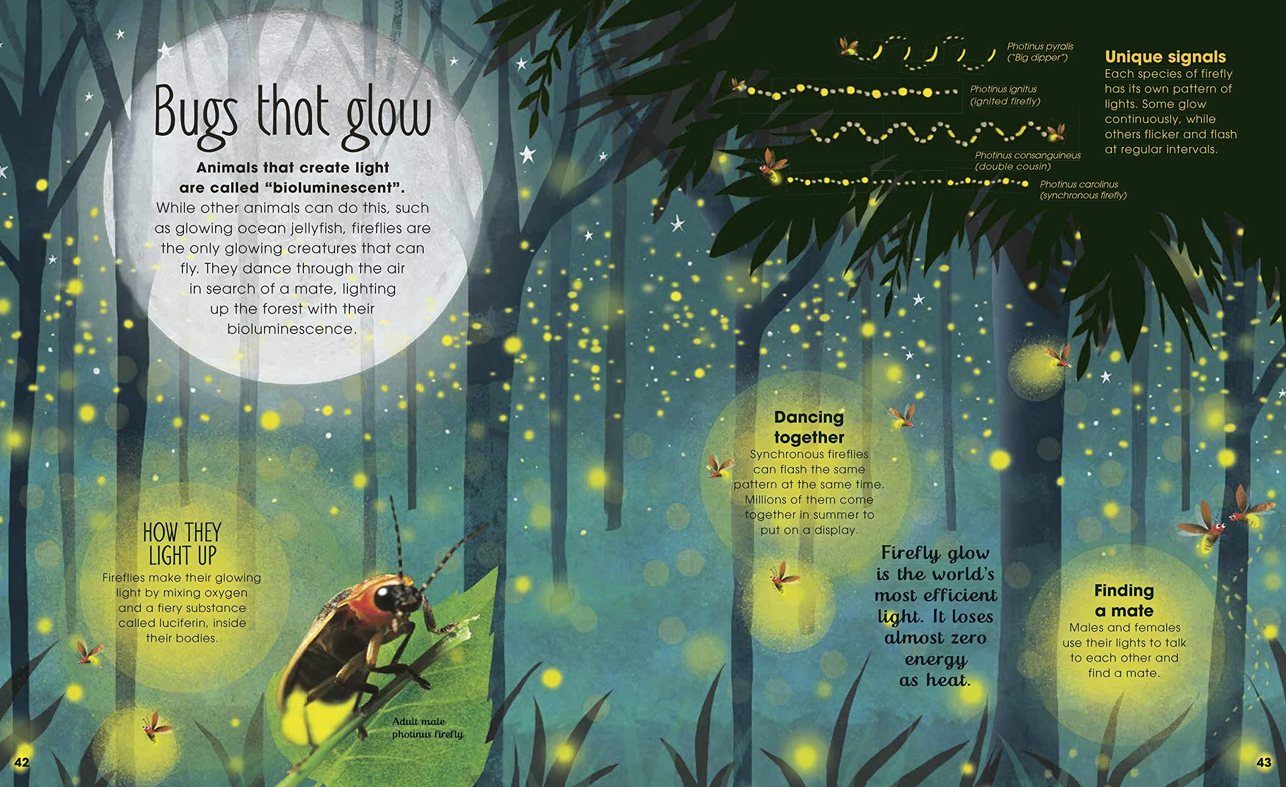 The Book of Brilliant Bugs (The Magic and Mystery of Nature)