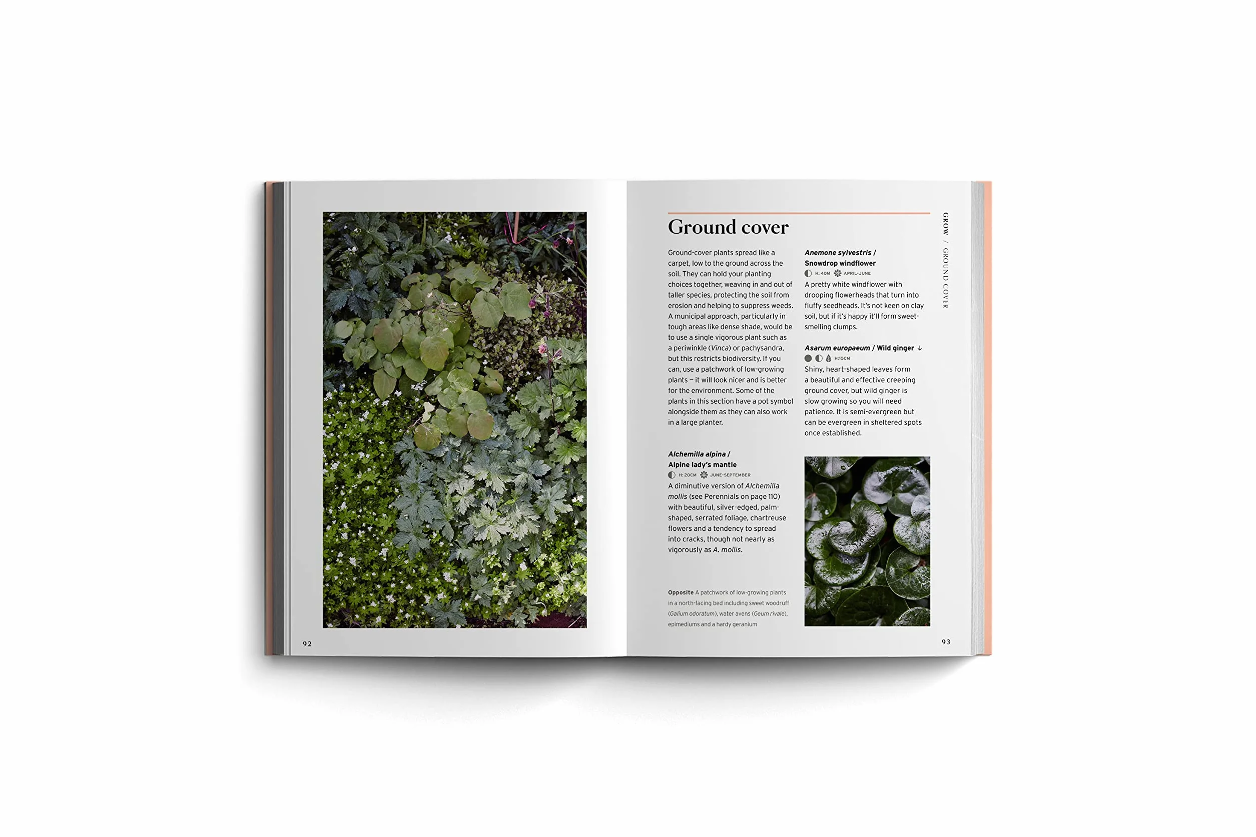 Shade (Bloom's Gardener Guide) /anglais: Bloom Gardener's Guide: Work with the Light, Grow the Right Plants, Bring Dark Corners to Life: 2