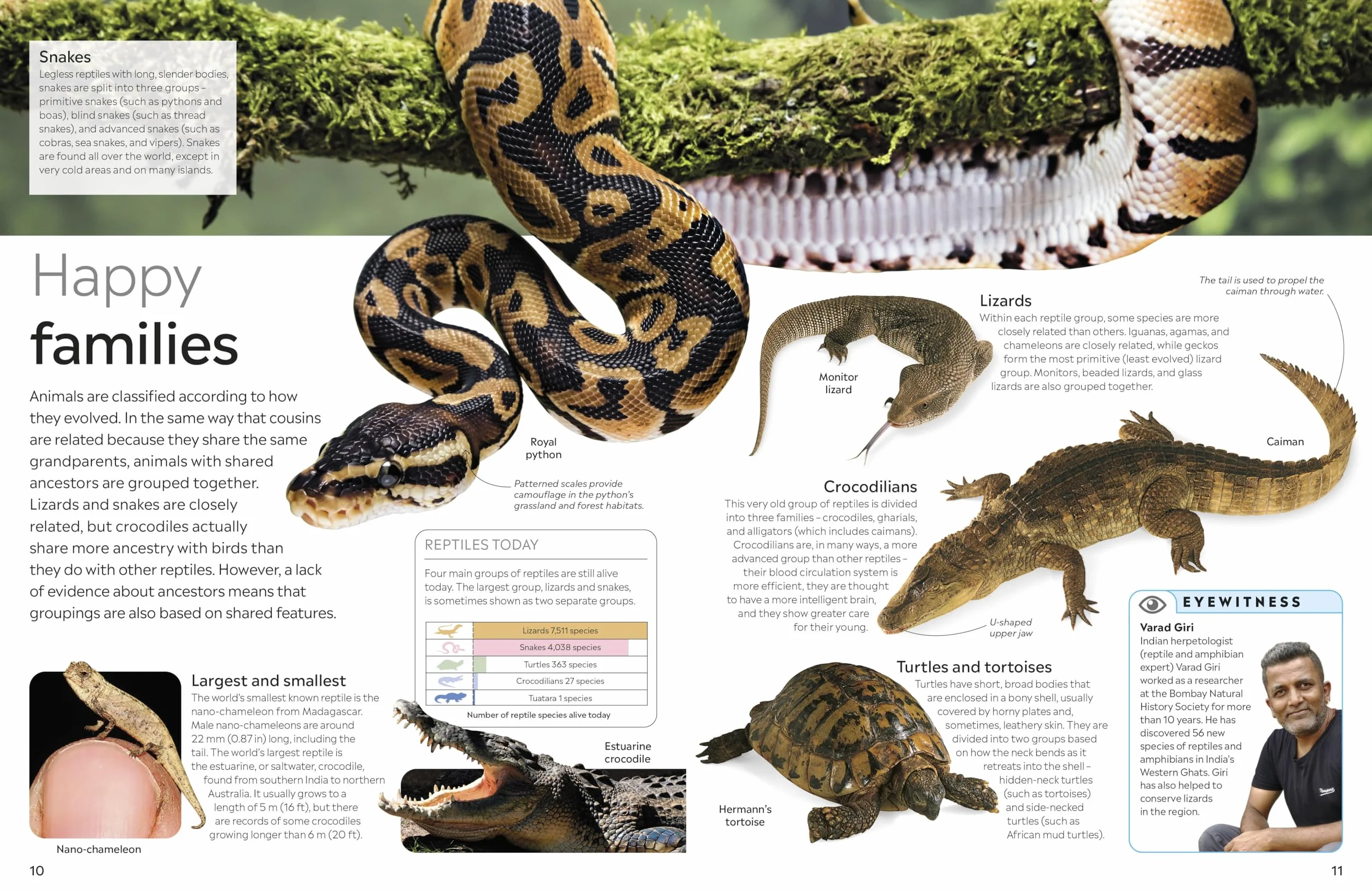 Reptile: DK Eyewitness