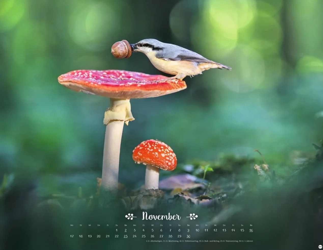 Vadim Trunov: Märchenhaftes Waldleben Posterkalender 2025: Naturkalender 2025 gestaltet mit Bildern des Naturfotografen Vadim Trunov. Fotokalender 2025 im Querformat. 44 x 34 cm.
