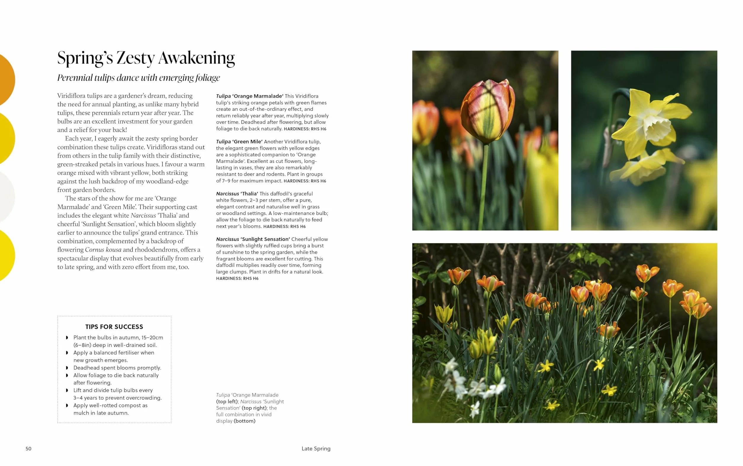 A Year of Colour: How to create a bold and bright garden