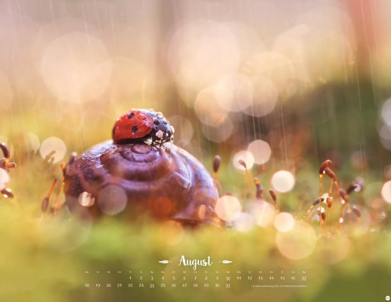 Vadim Trunov: Märchenhaftes Waldleben Posterkalender 2025: Naturkalender 2025 gestaltet mit Bildern des Naturfotografen Vadim Trunov. Fotokalender 2025 im Querformat. 44 x 34 cm.