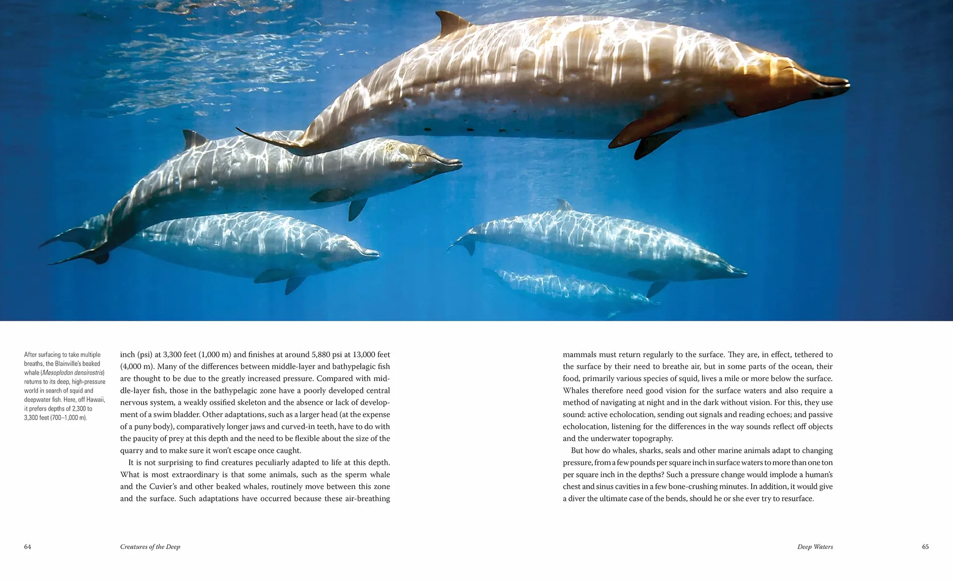 Creatures of the Deep: In Search of the Sea's Monsters and the World They Live in