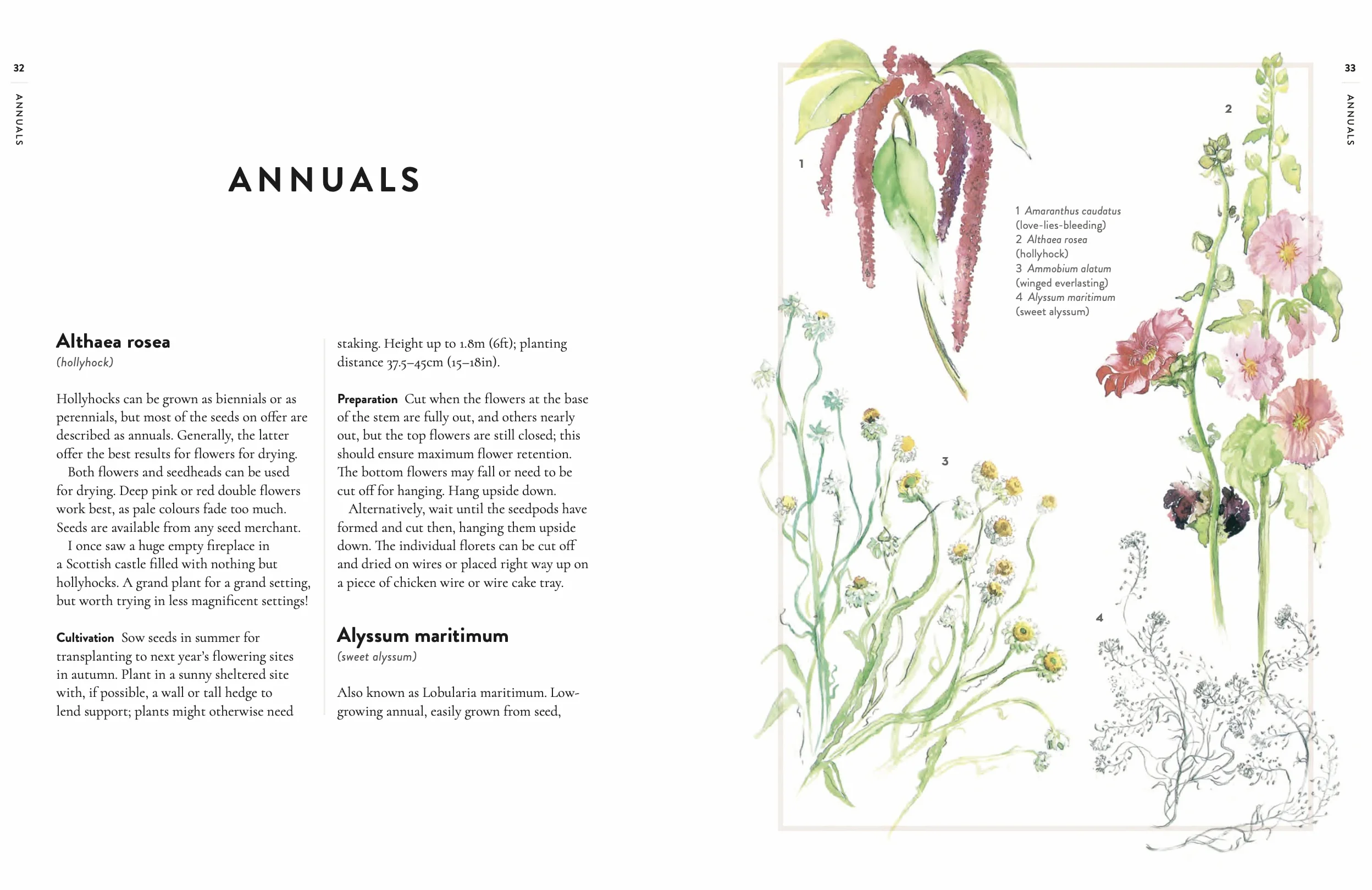 Forever Flowers: Growing and arranging dried flowers