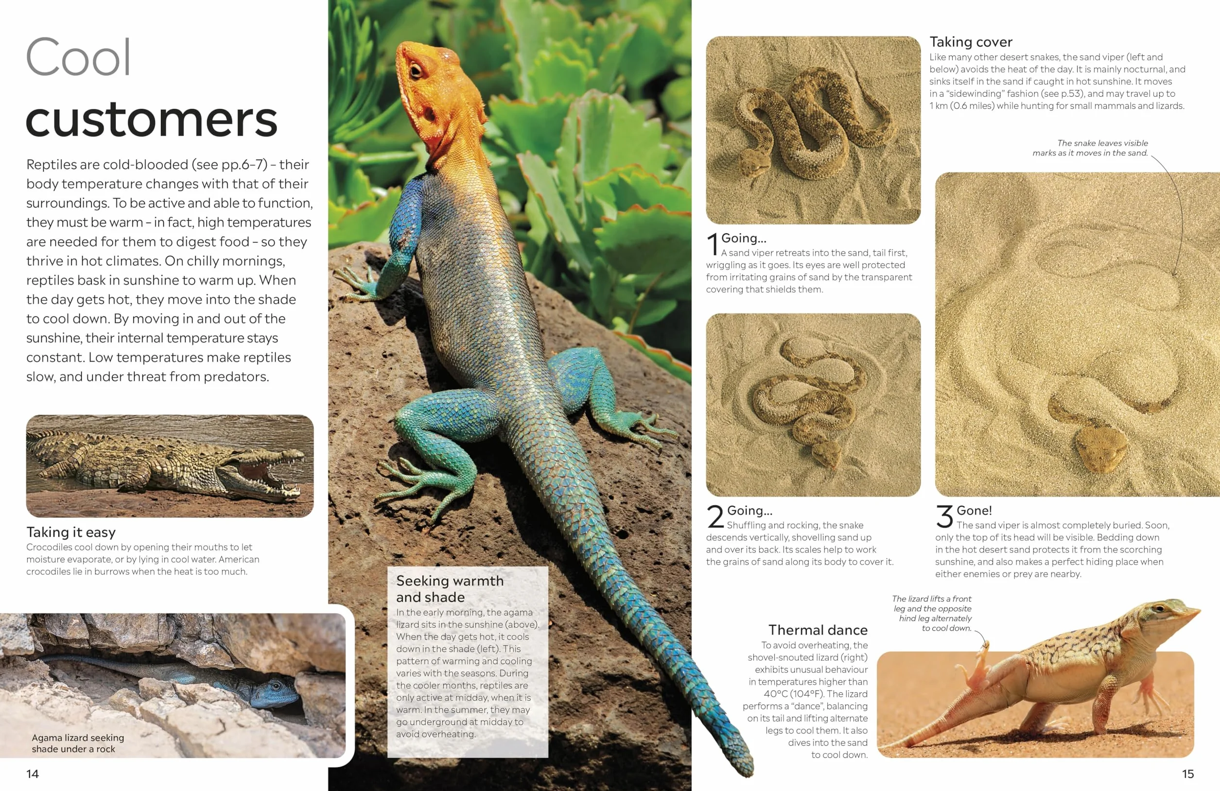 Reptile: DK Eyewitness