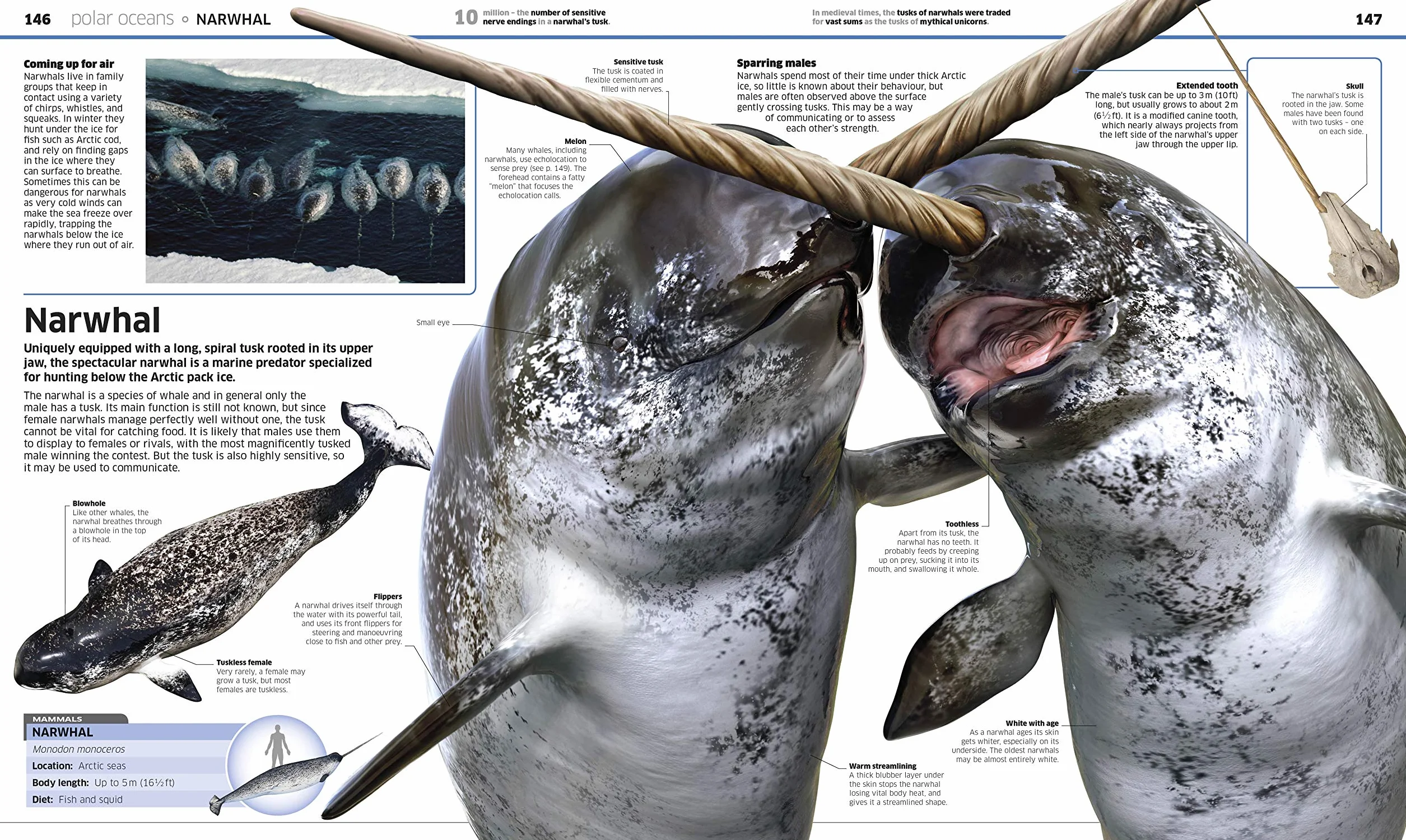 Knowledge Encyclopedia Ocean!: Our Watery World As You've Never Seen It Before (Knowledge Encyclopedias)