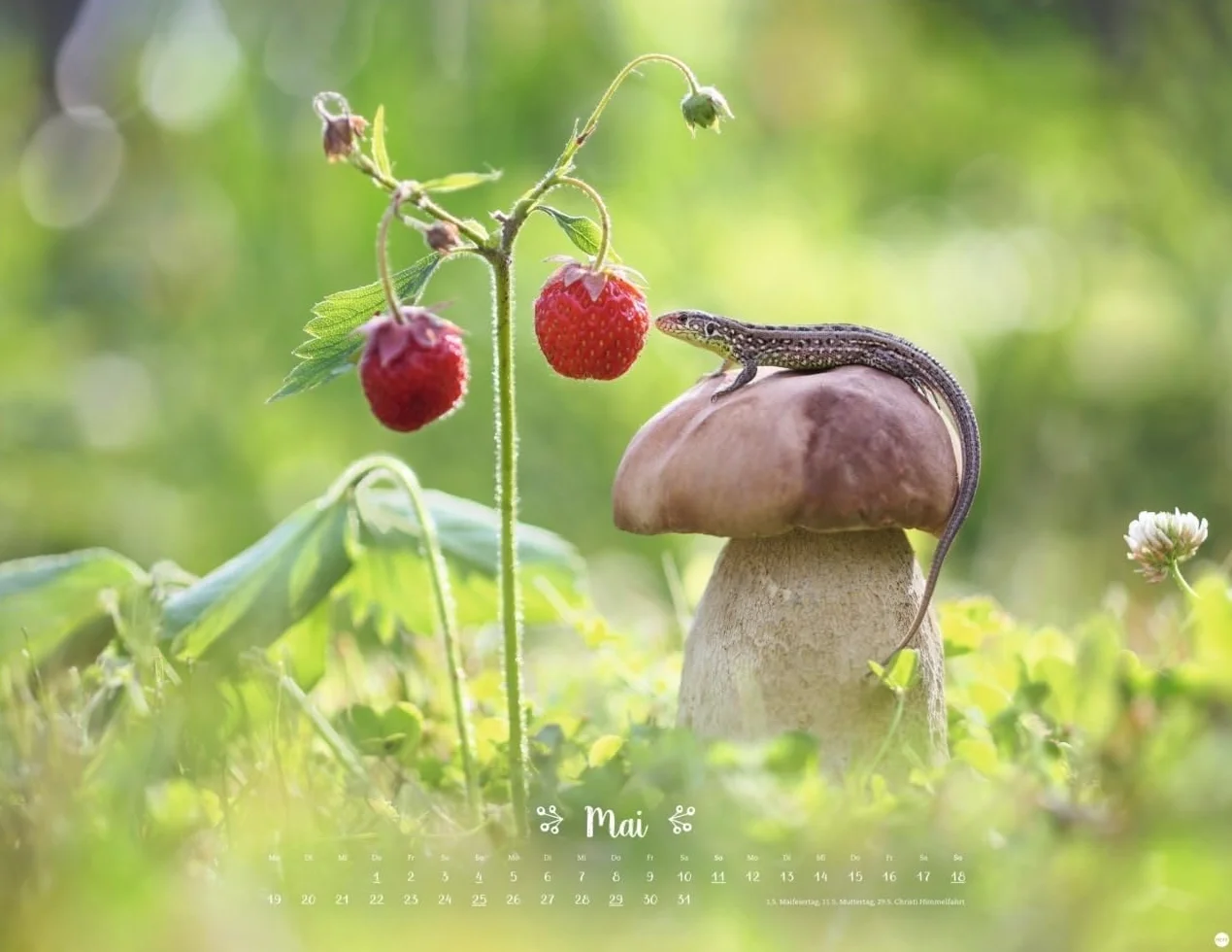 Vadim Trunov: Märchenhaftes Waldleben Posterkalender 2025: Naturkalender 2025 gestaltet mit Bildern des Naturfotografen Vadim Trunov. Fotokalender 2025 im Querformat. 44 x 34 cm.