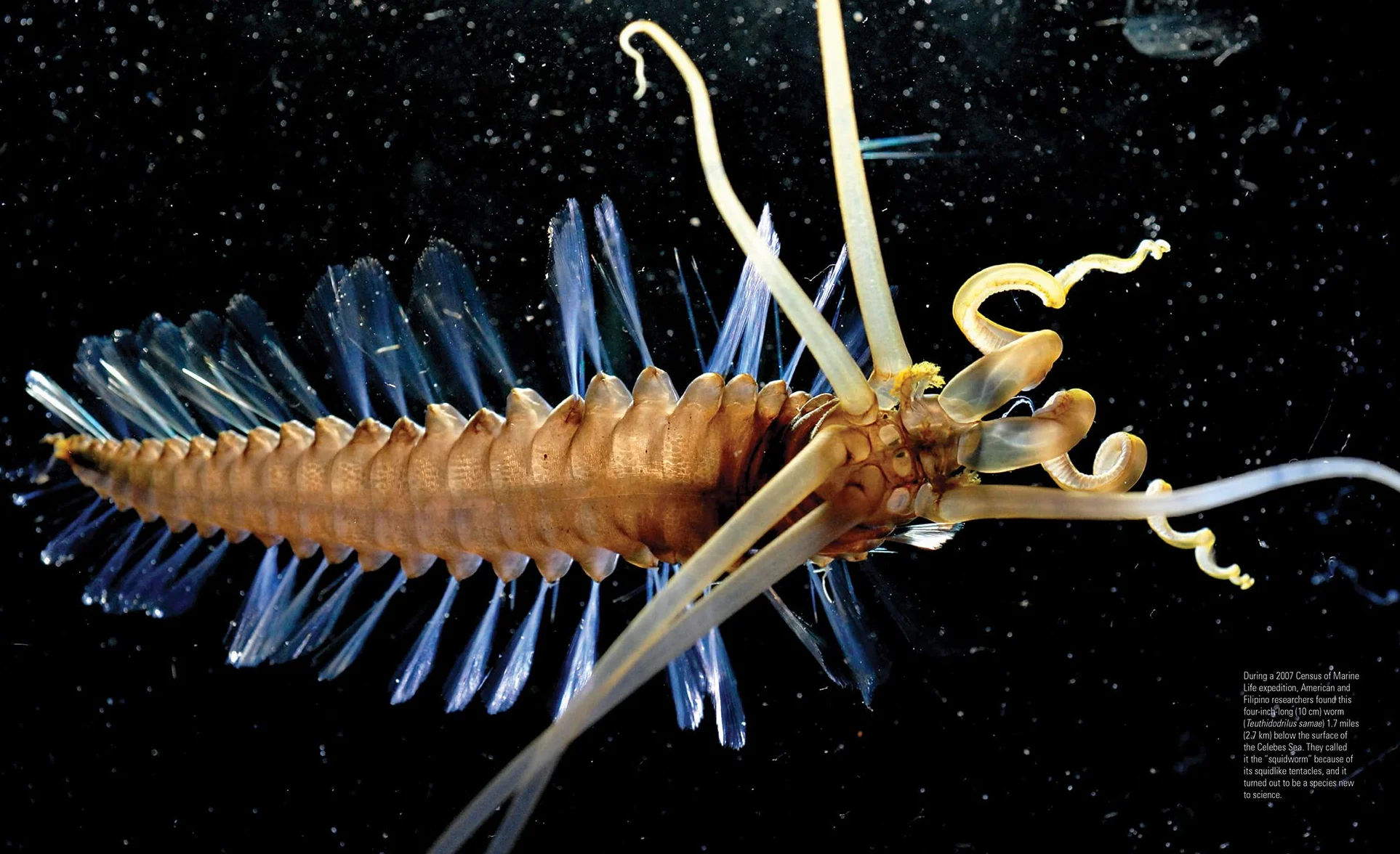 Creatures of the Deep: In Search of the Sea's Monsters and the World They Live in