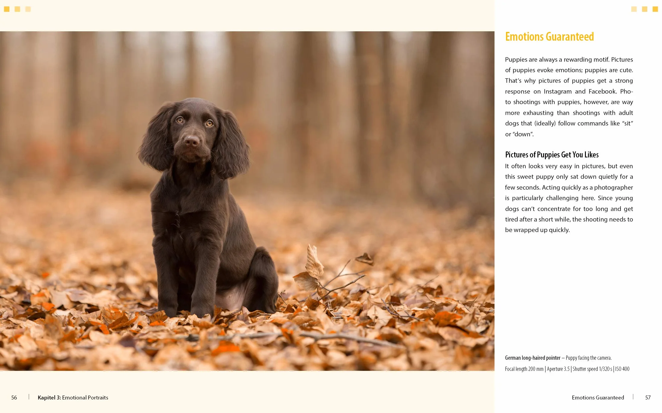 Dog Photography - Shooting with Bow "Wow" Effect